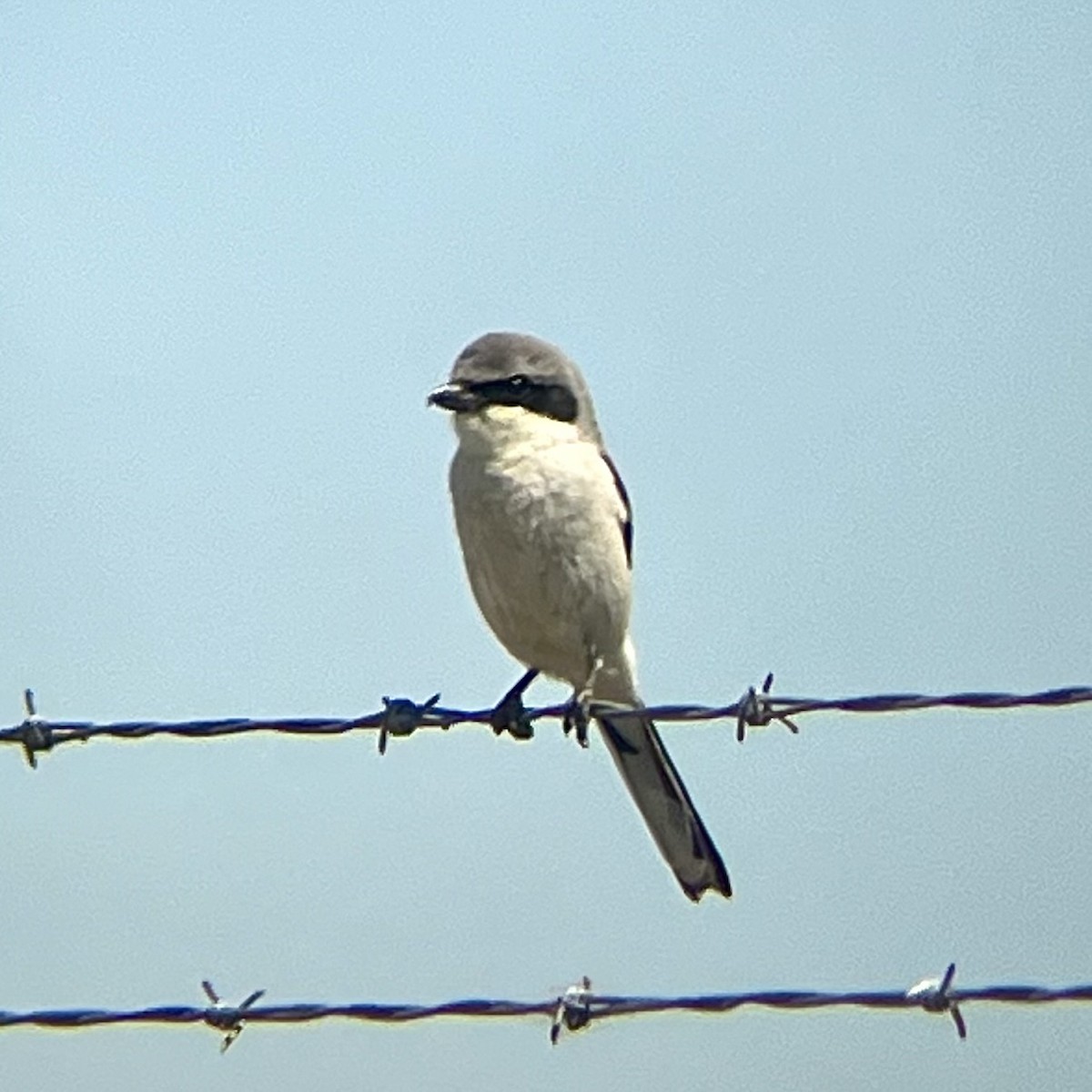 Loggerhead Shrike - Josh McLaughlin