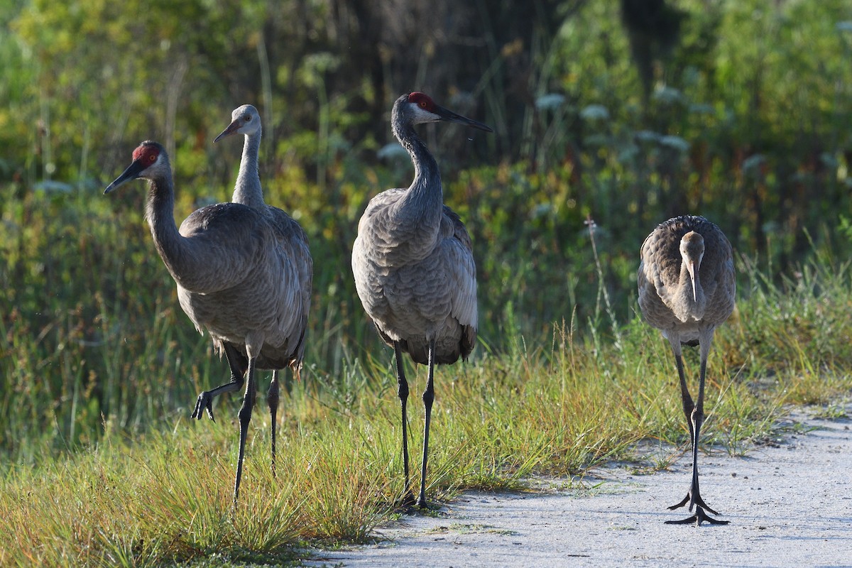 Sandhill Crane - Shane Carroll