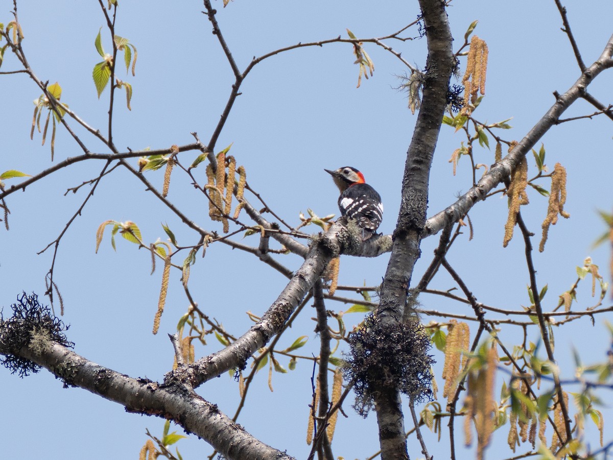 Crimson-naped Woodpecker - ML618508006