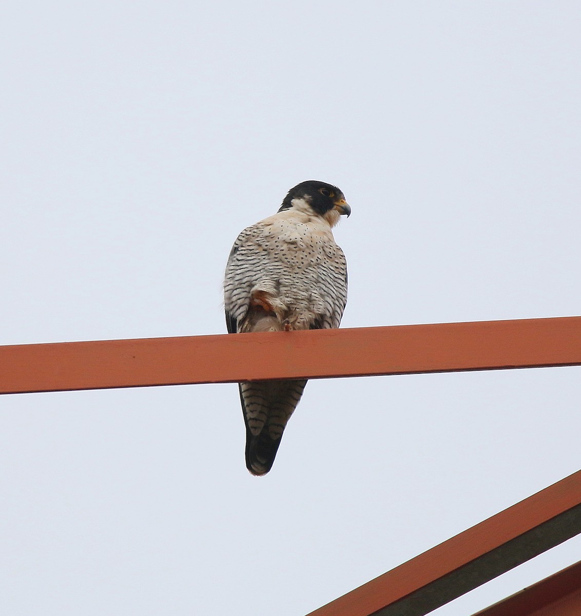 Aplomado Falcon - Juan González Mejias