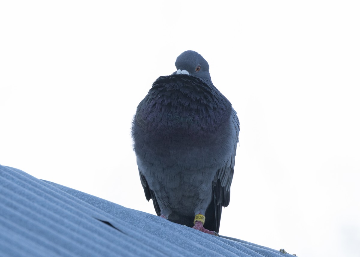 Rock Pigeon (Feral Pigeon) - Silvia Faustino Linhares