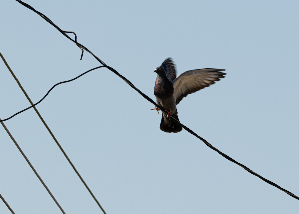 Rock Pigeon (Feral Pigeon) - Silvia Faustino Linhares