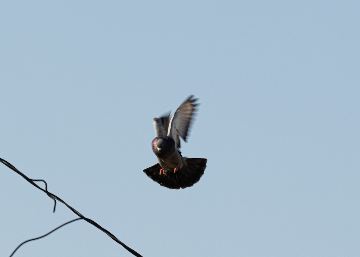 Rock Pigeon (Feral Pigeon) - ML618508078