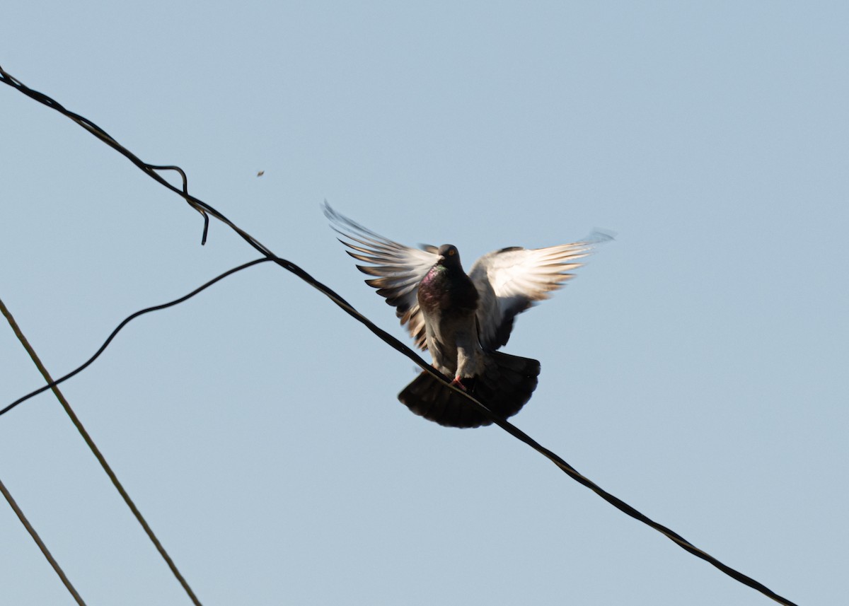 Rock Pigeon (Feral Pigeon) - ML618508080