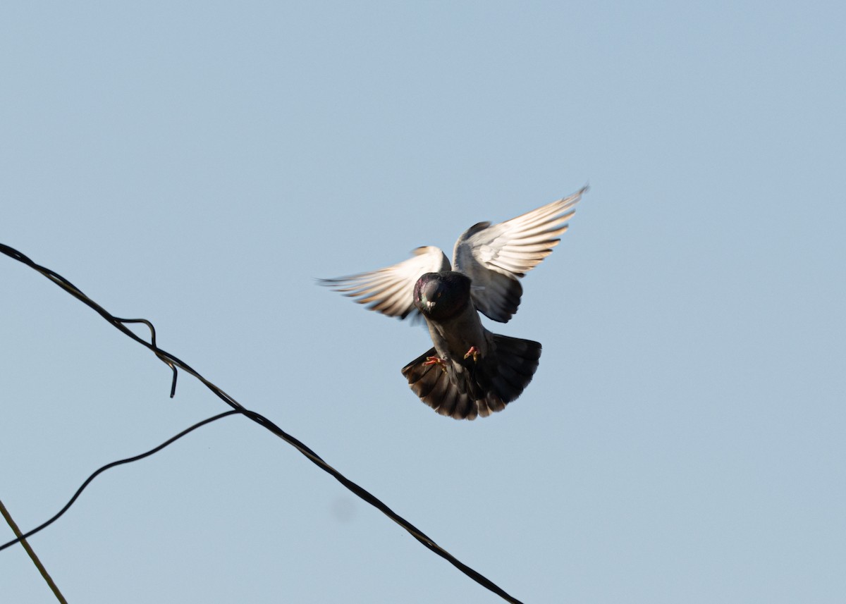 Rock Pigeon (Feral Pigeon) - ML618508081