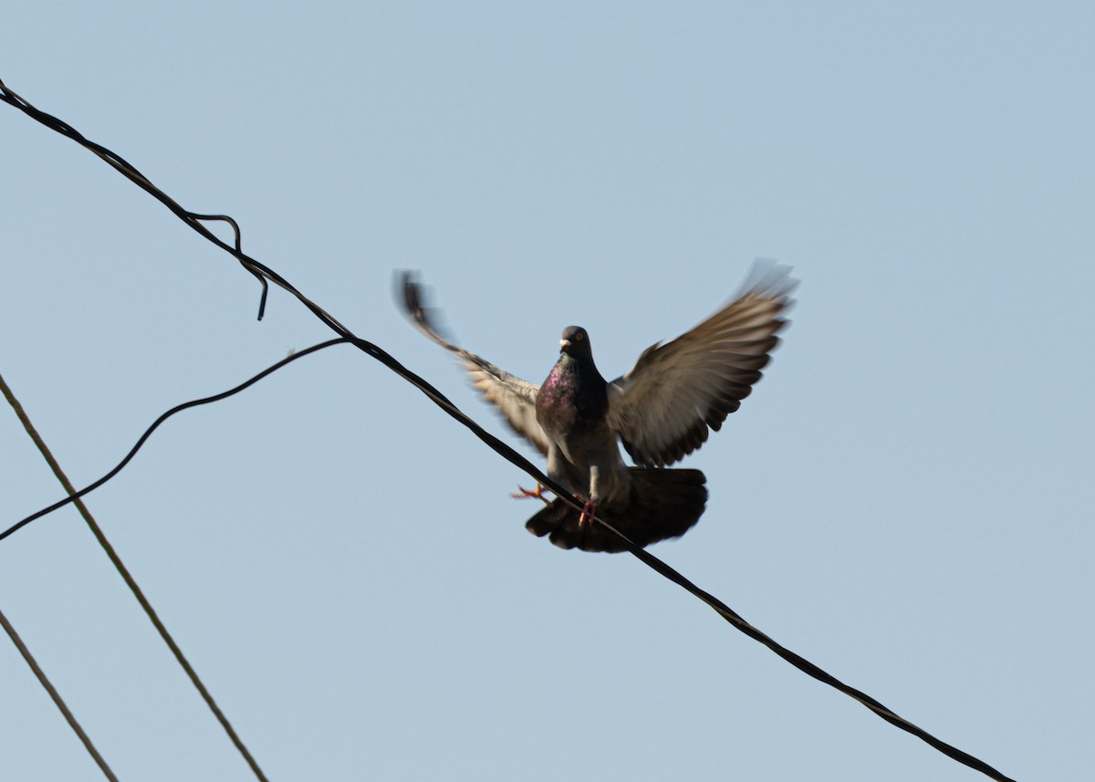 Rock Pigeon (Feral Pigeon) - Silvia Faustino Linhares