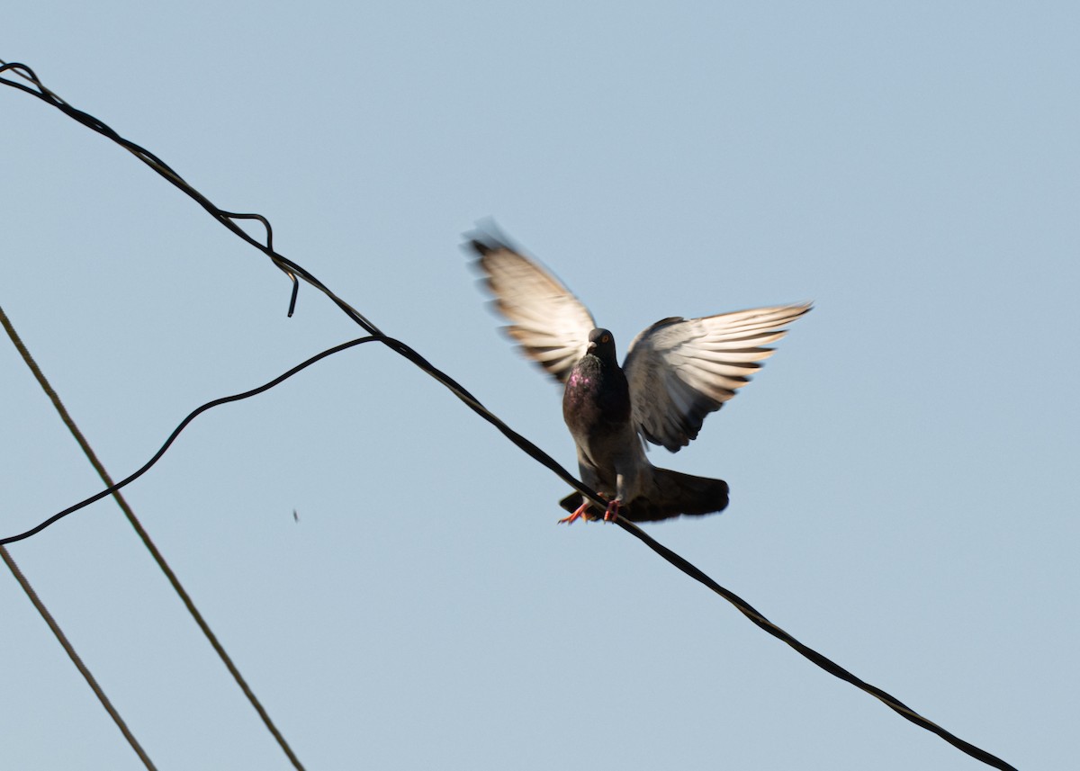 Rock Pigeon (Feral Pigeon) - ML618508083