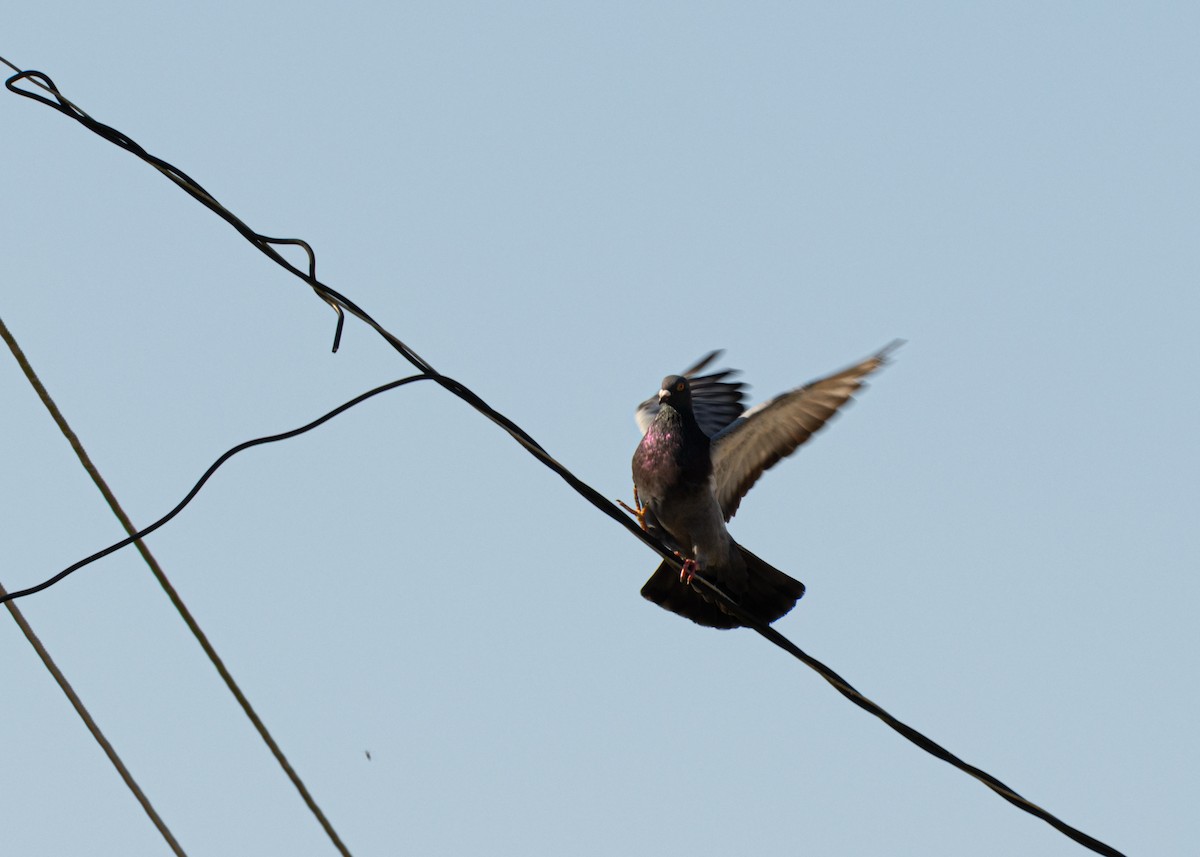 Rock Pigeon (Feral Pigeon) - ML618508087