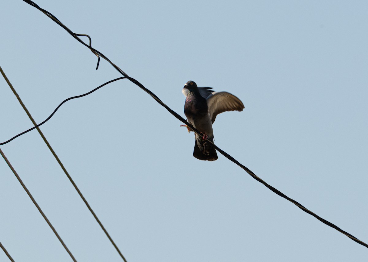 Rock Pigeon (Feral Pigeon) - ML618508088