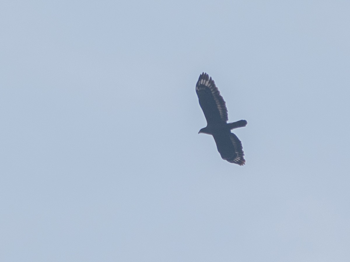 Crested Serpent-Eagle - ML618508138