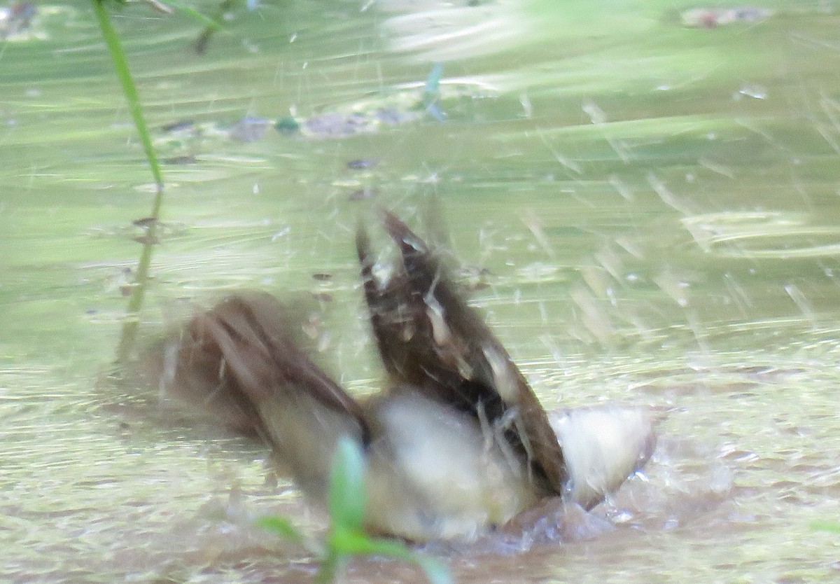 Swainson's Warbler - ML618508151