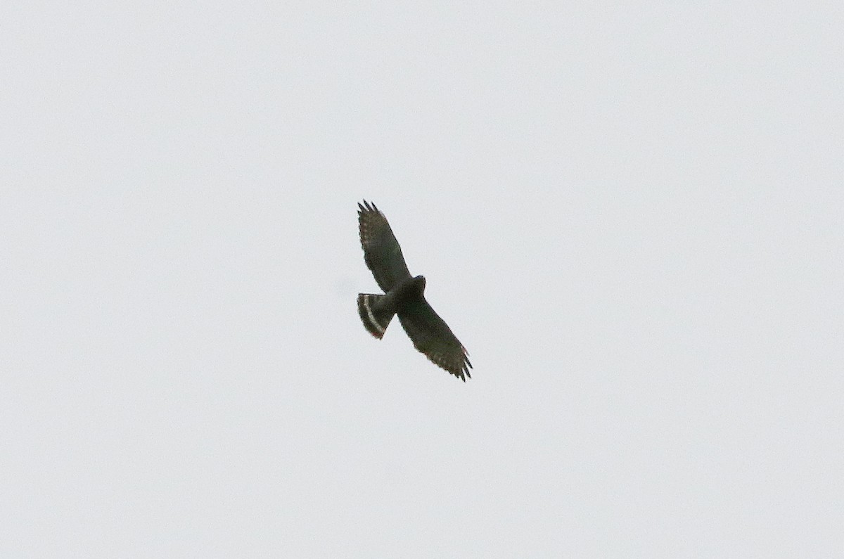 Broad-winged Hawk - Mike Mencotti