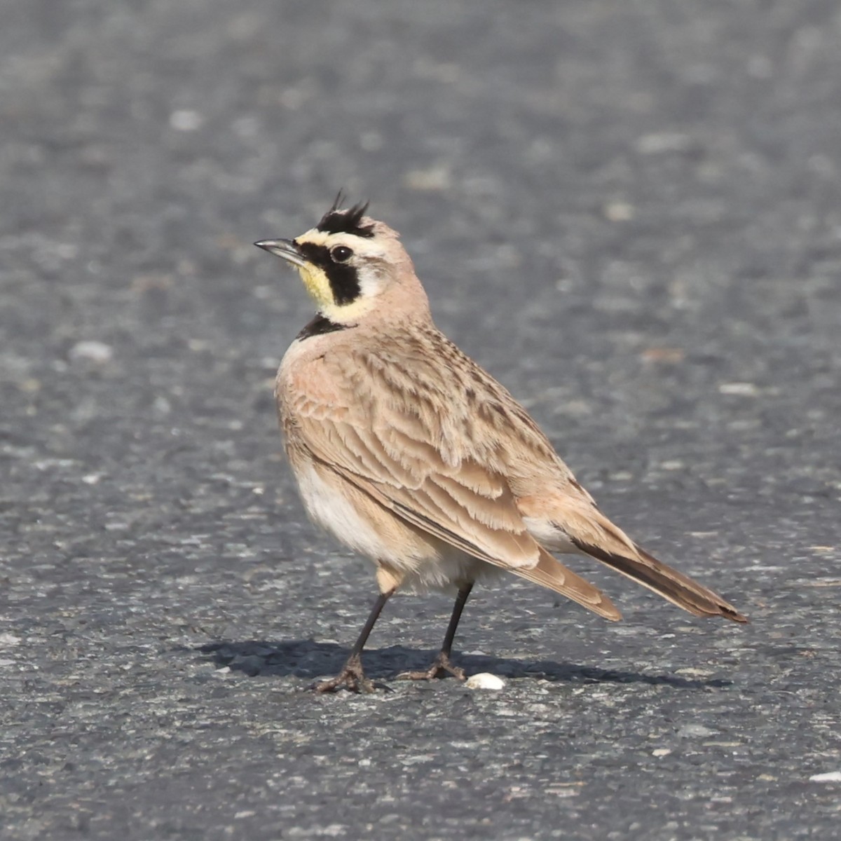 ハマヒバリ（alpestris グループ） - ML618508183