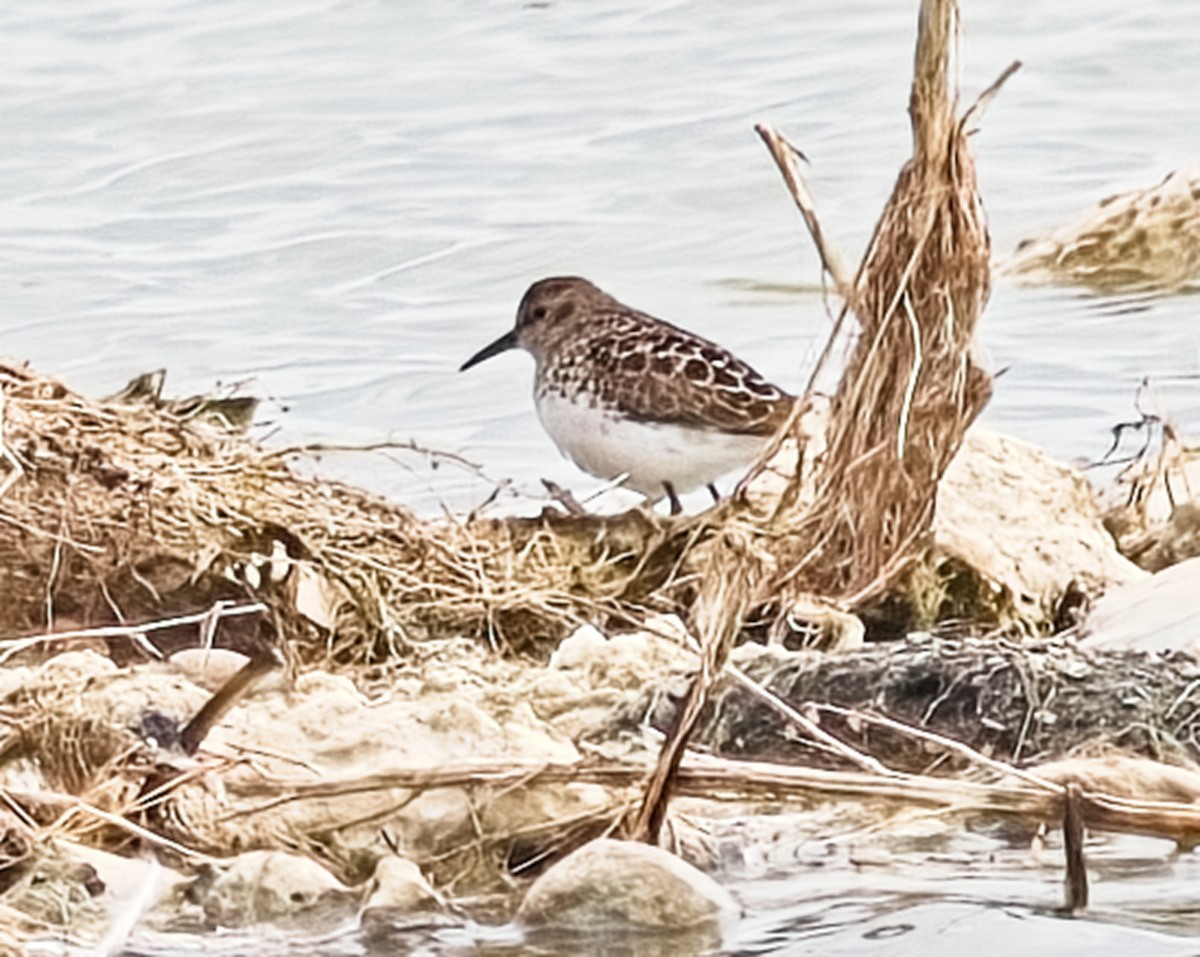 Least Sandpiper - ML618508186