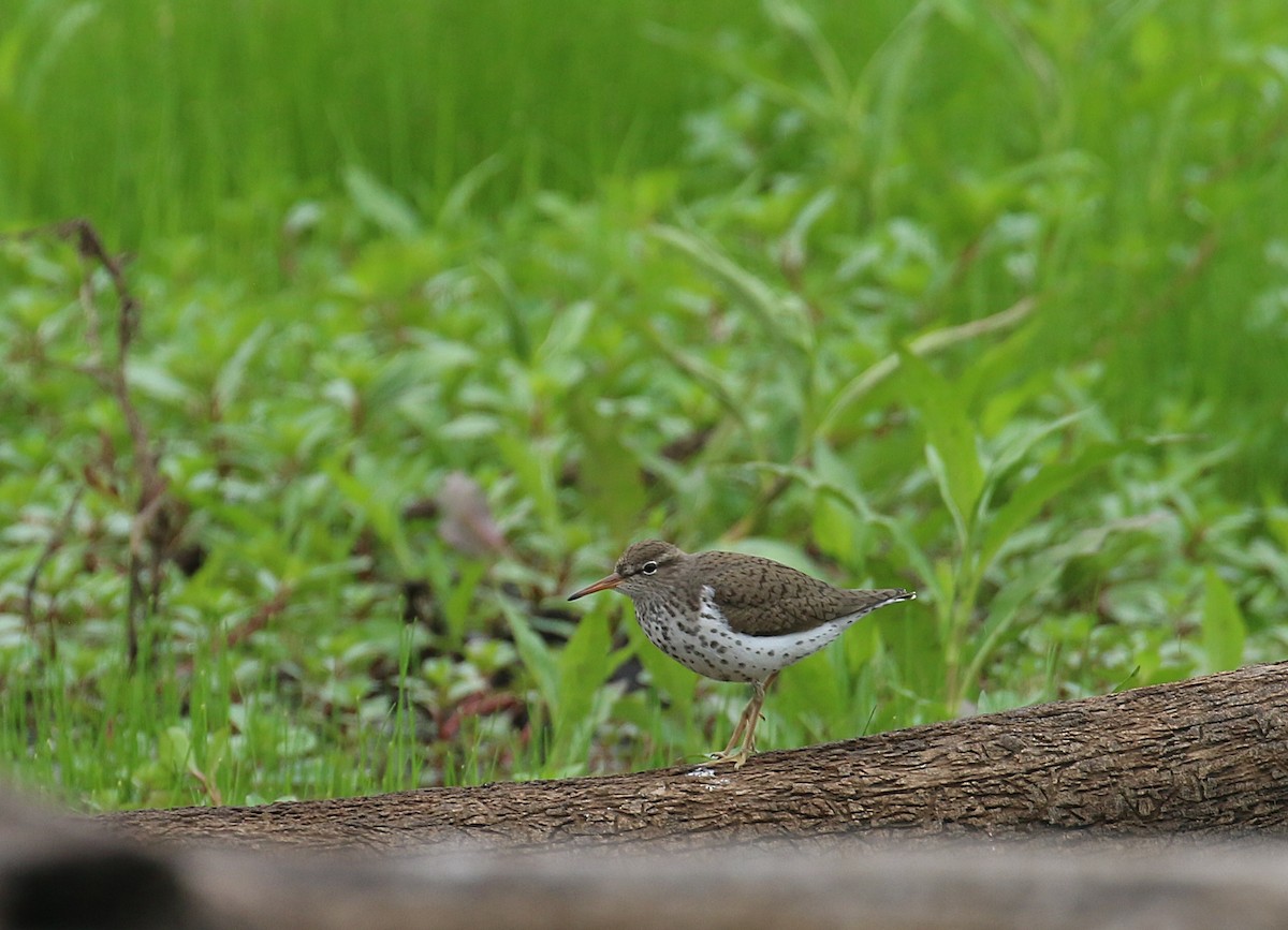 Spotted Sandpiper - ML618508203