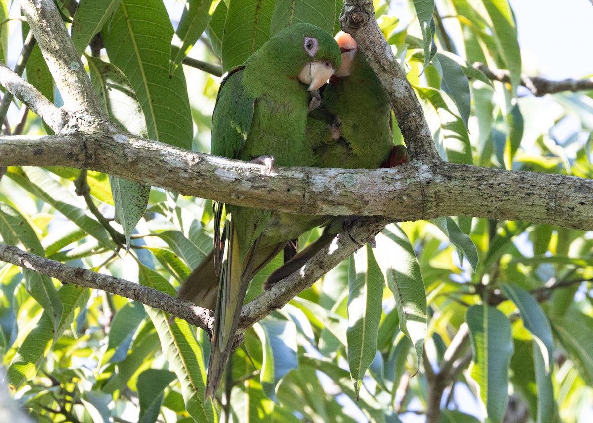 Cuban Parakeet - Silvia Faustino Linhares