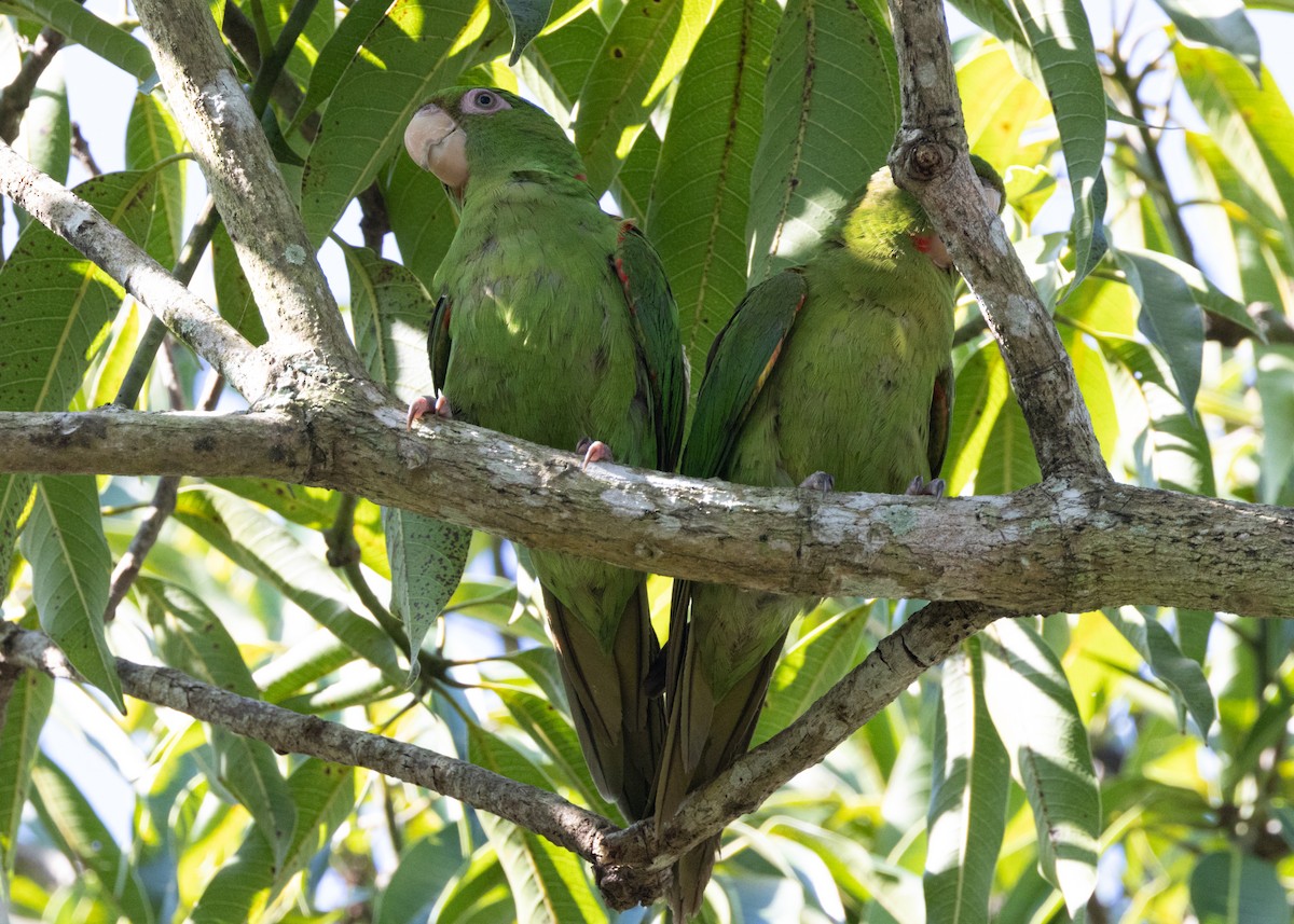 Cuban Parakeet - Silvia Faustino Linhares