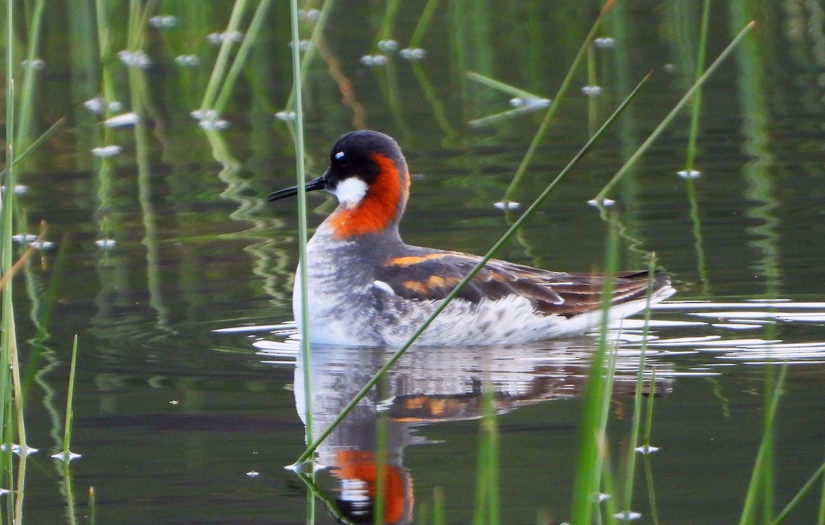 Red-necked Phalarope - ML618508241