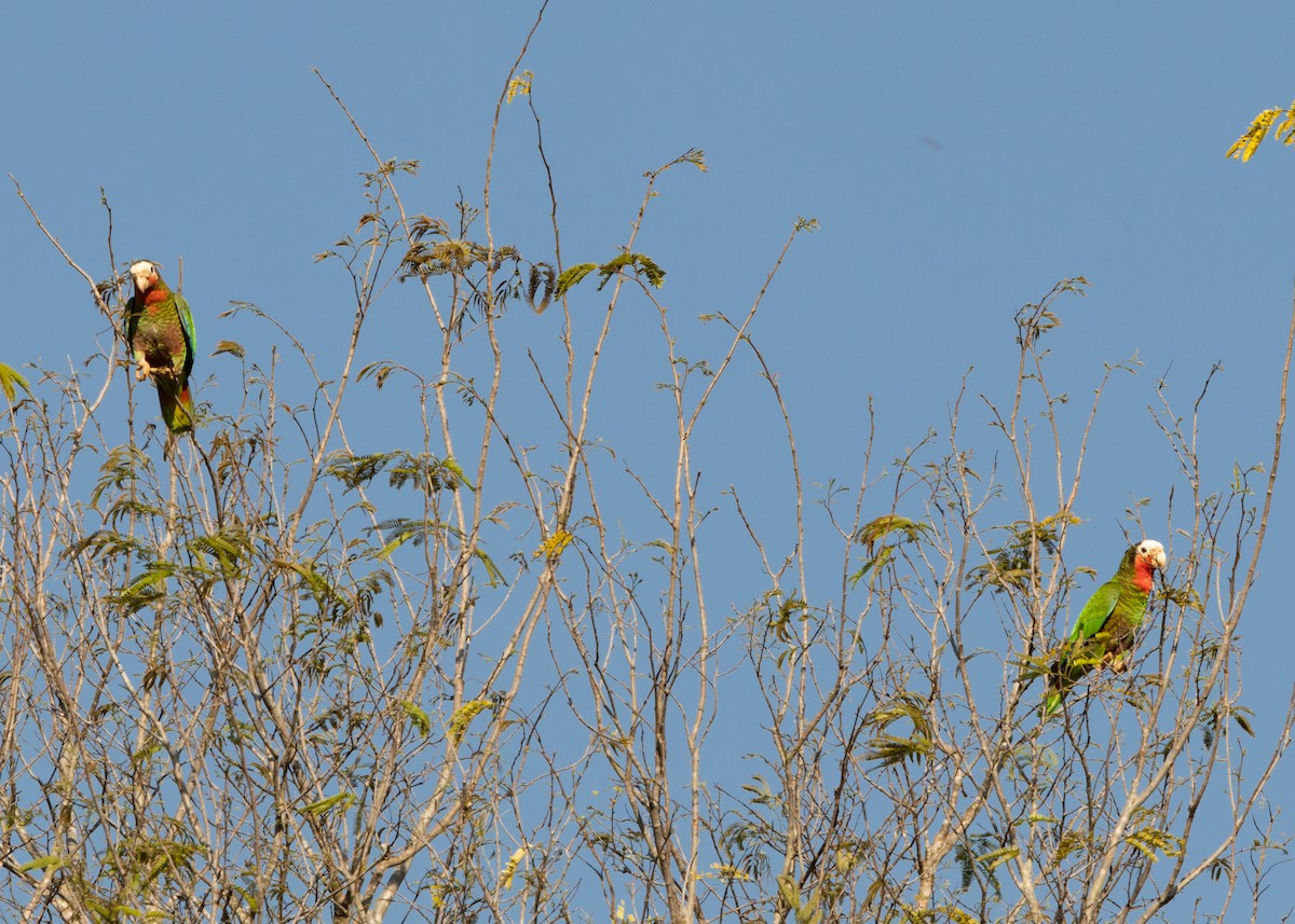 Amazona Cubana (leucocephala) - ML618508262