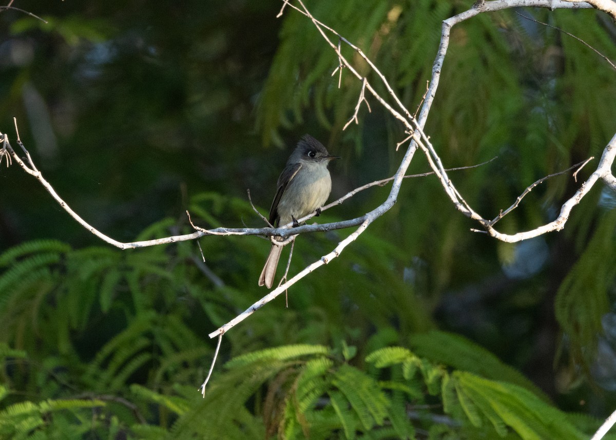 Cuban Pewee - ML618508300