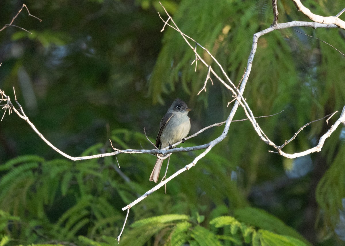 Cuban Pewee - ML618508302