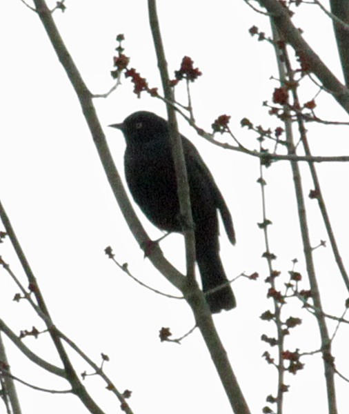 Rusty Blackbird - John Farrington