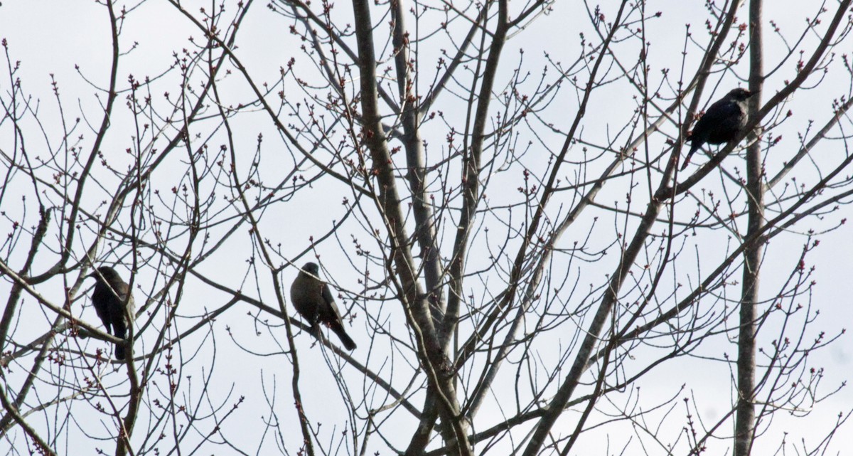 Rusty Blackbird - John Farrington