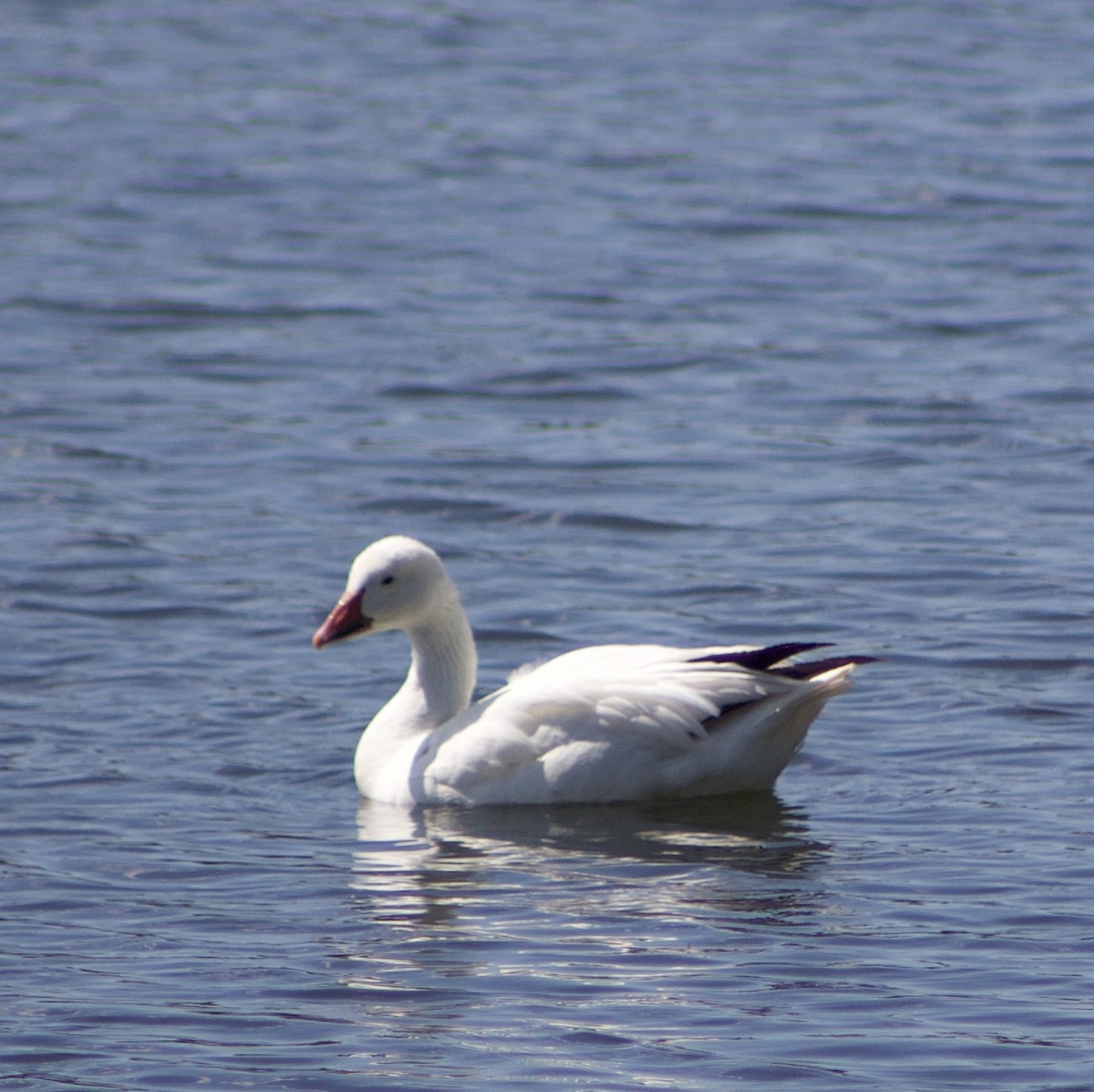 Snow Goose - Caitlin Eldridge