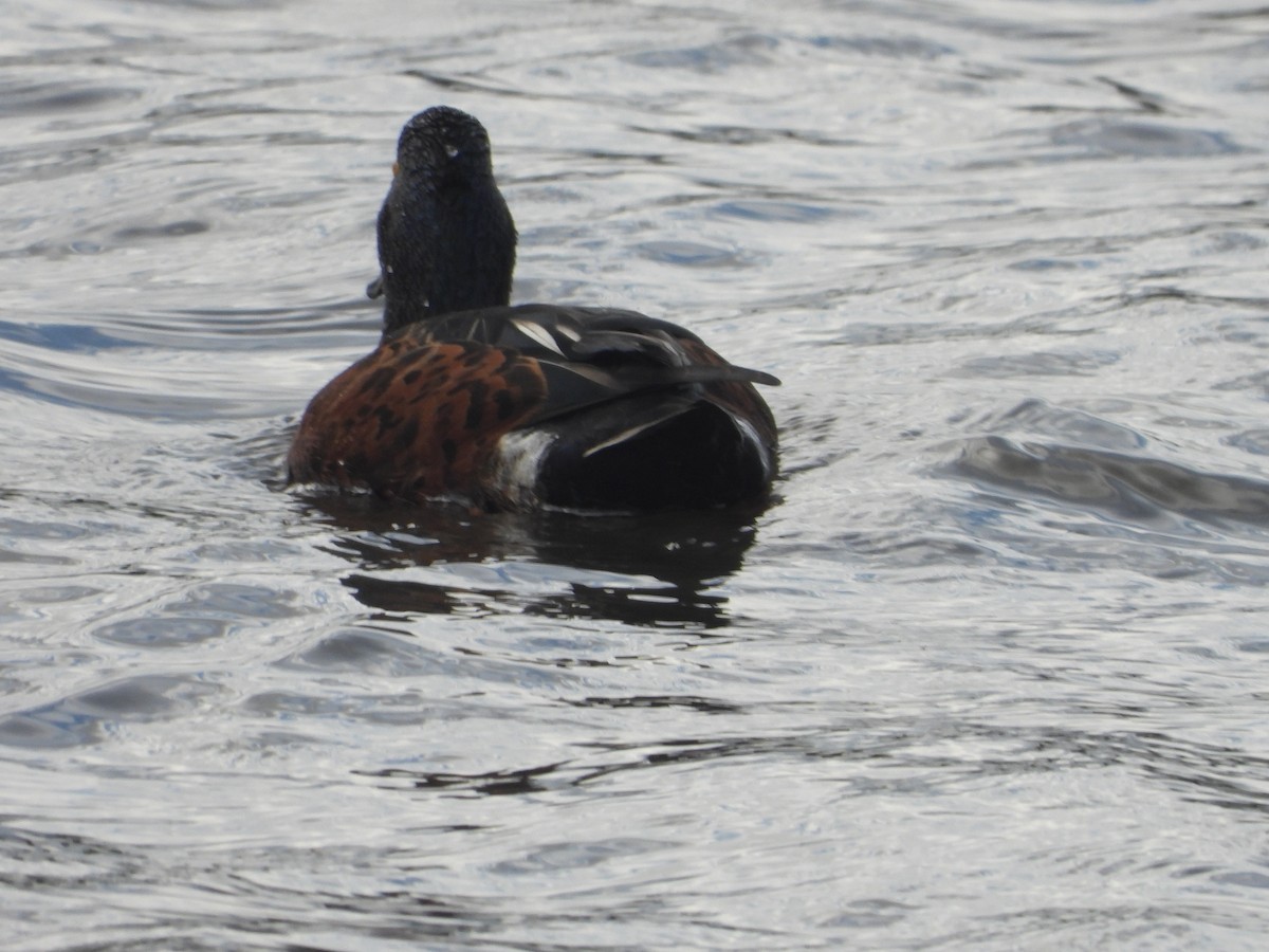 Australasian Shoveler - Rodney Macready