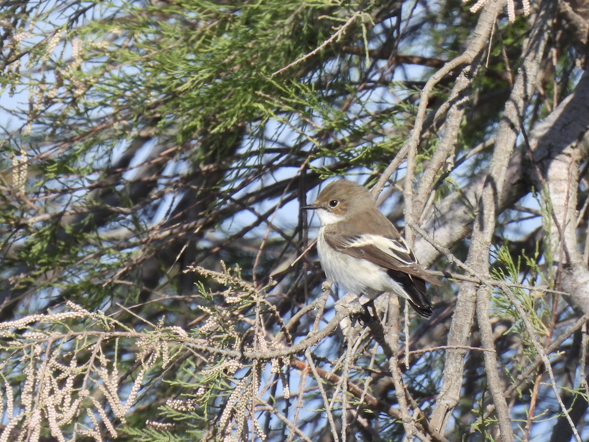 European Pied Flycatcher - pierre geoffray