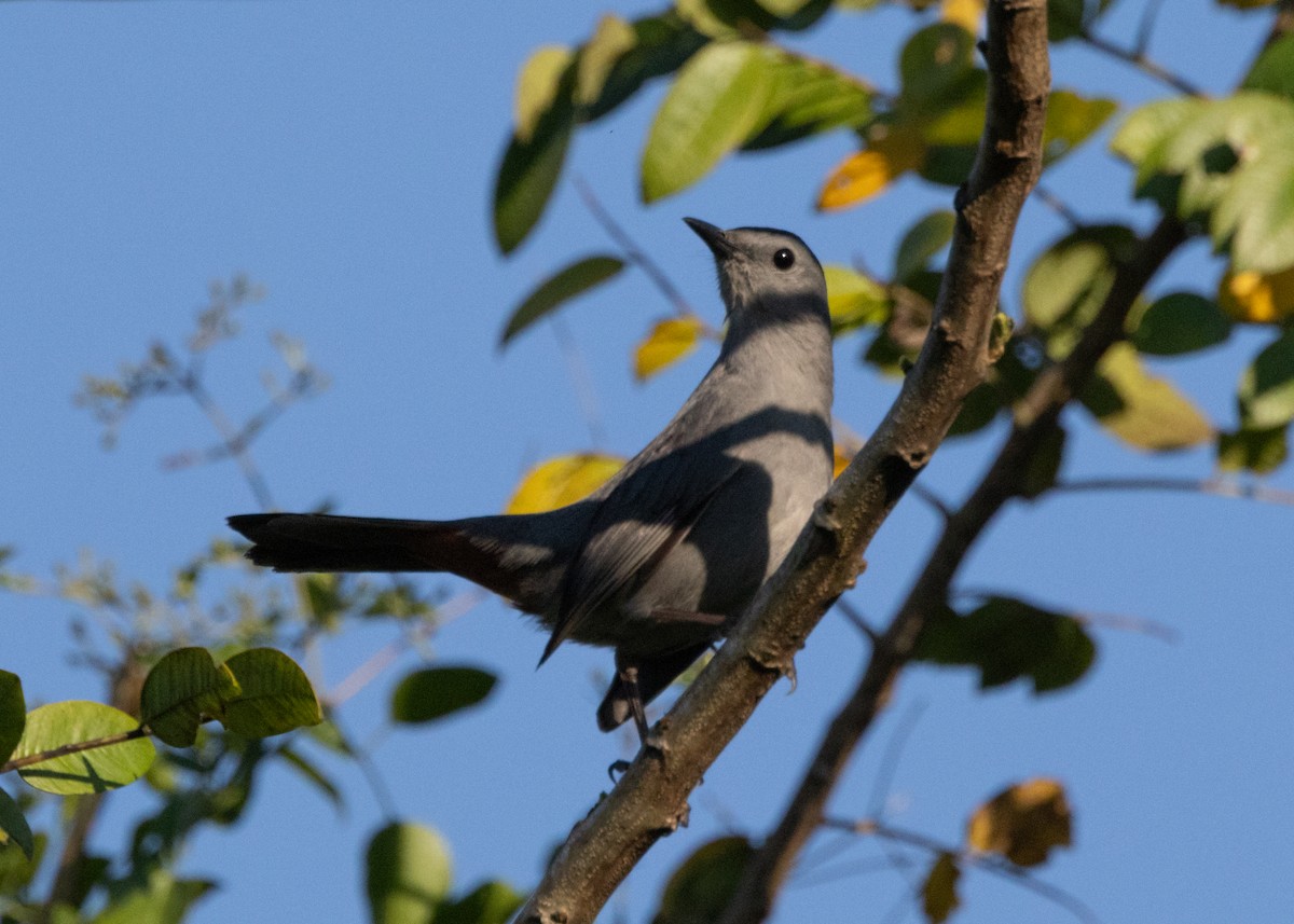 Gray Catbird - ML618508383