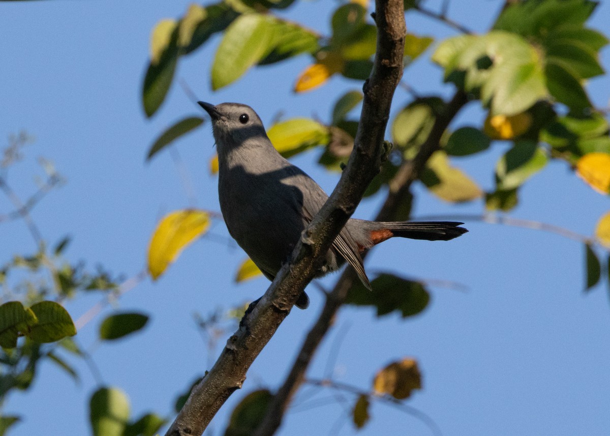 Gray Catbird - ML618508384