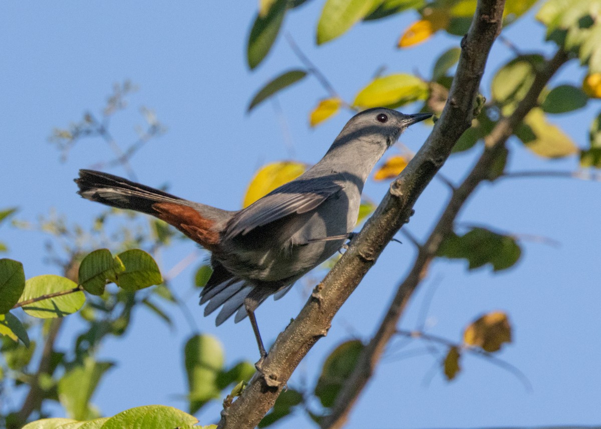 Gray Catbird - ML618508385