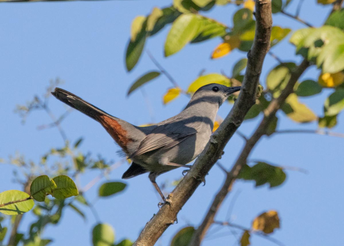 Gray Catbird - ML618508386