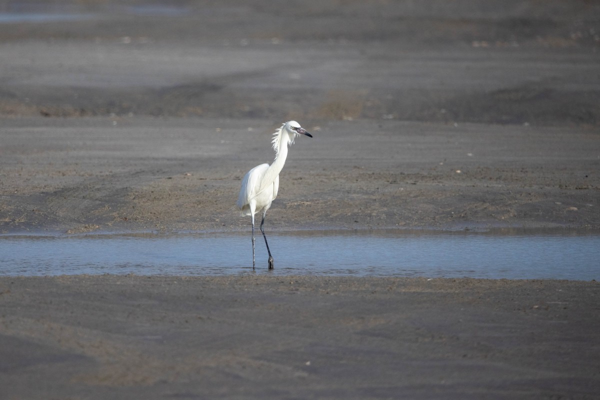 Reddish Egret - Eric Gustafson