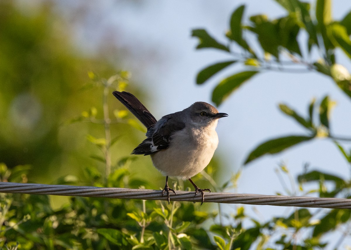 Northern Mockingbird - Silvia Faustino Linhares