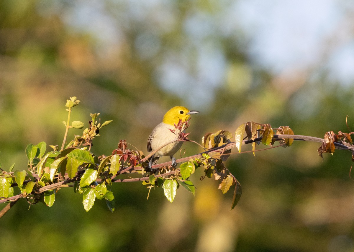 Yellow-headed Warbler - Silvia Faustino Linhares