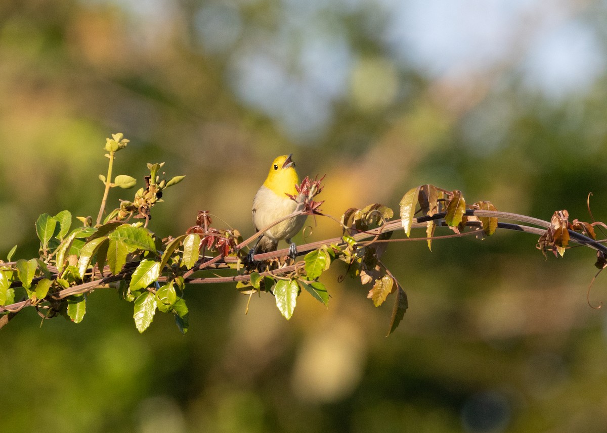 Yellow-headed Warbler - Silvia Faustino Linhares