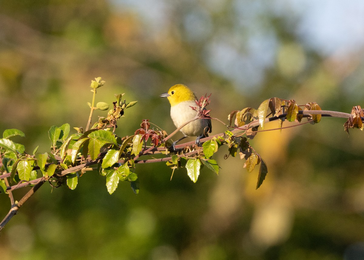 Yellow-headed Warbler - Silvia Faustino Linhares