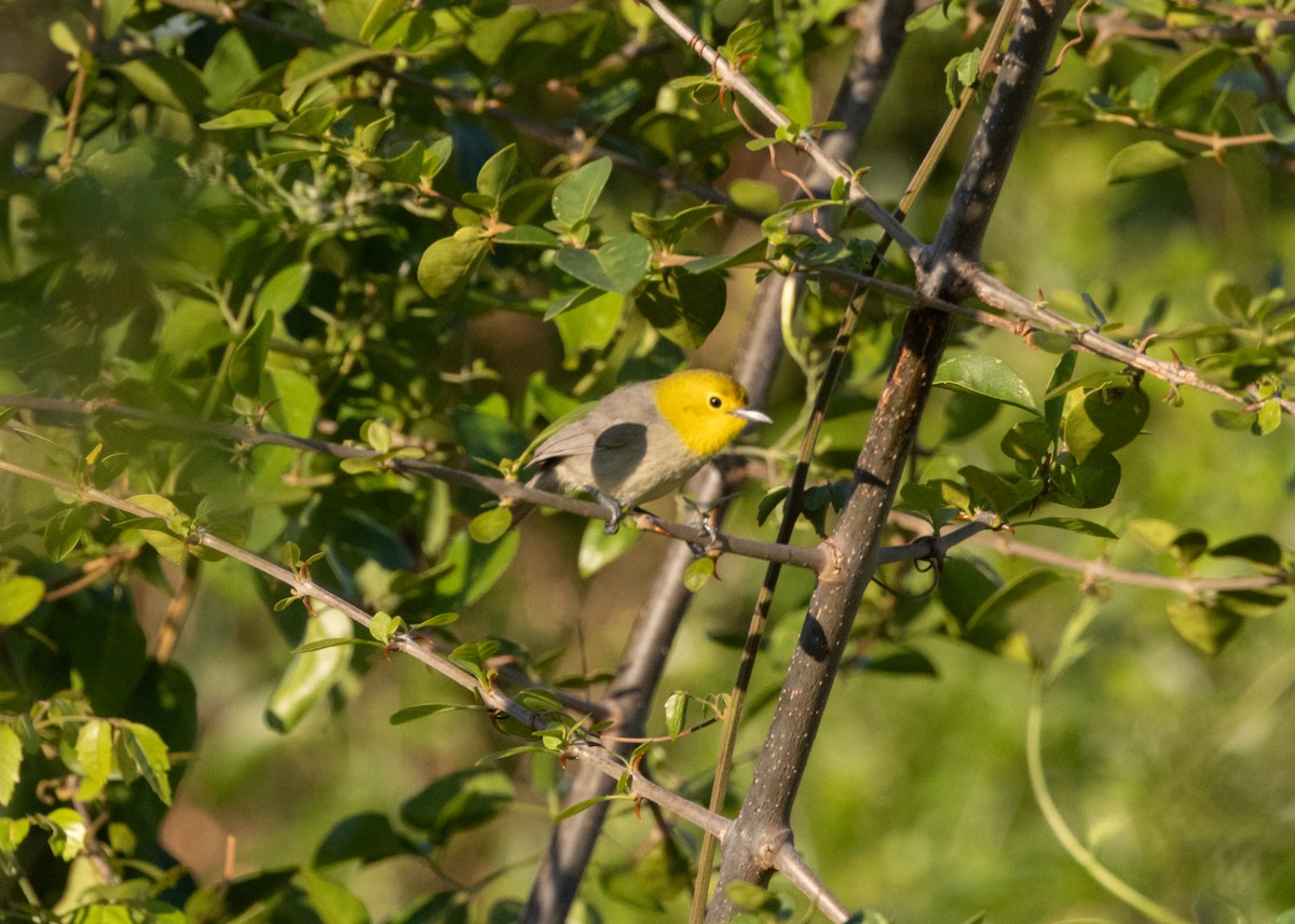 Yellow-headed Warbler - Silvia Faustino Linhares