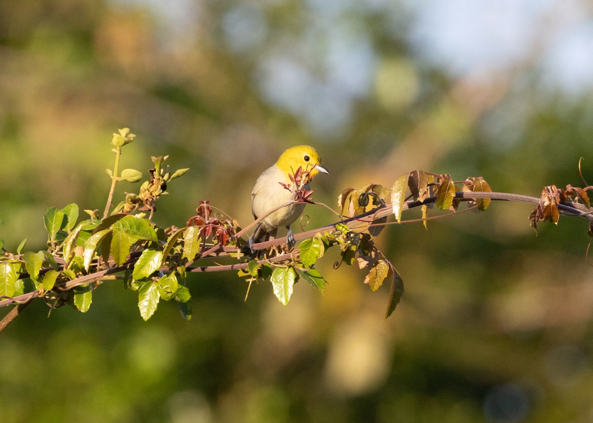 Yellow-headed Warbler - ML618508432