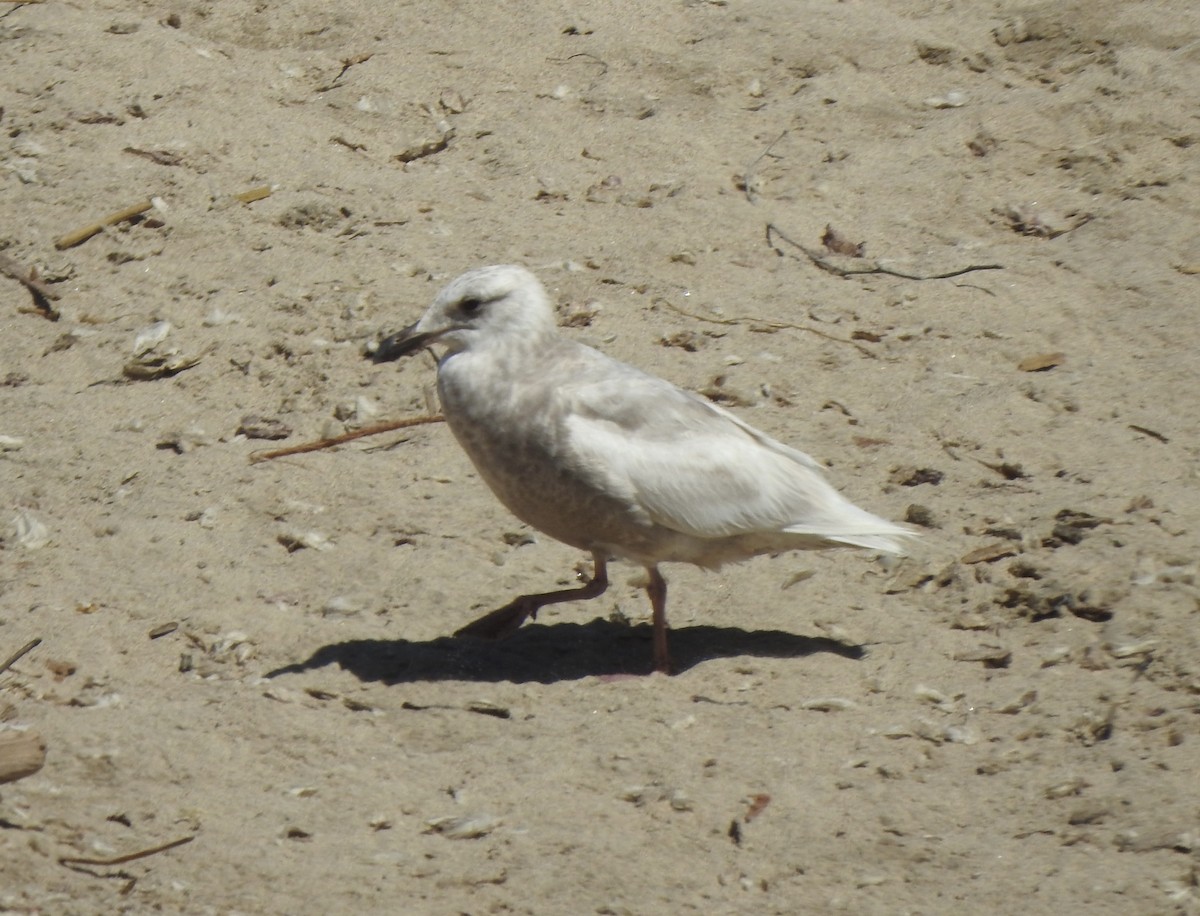 Gaviota de Bering - ML618508440