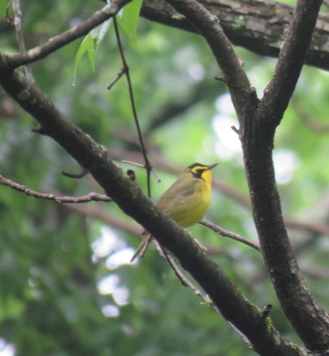 Kentucky Warbler - ML618508443