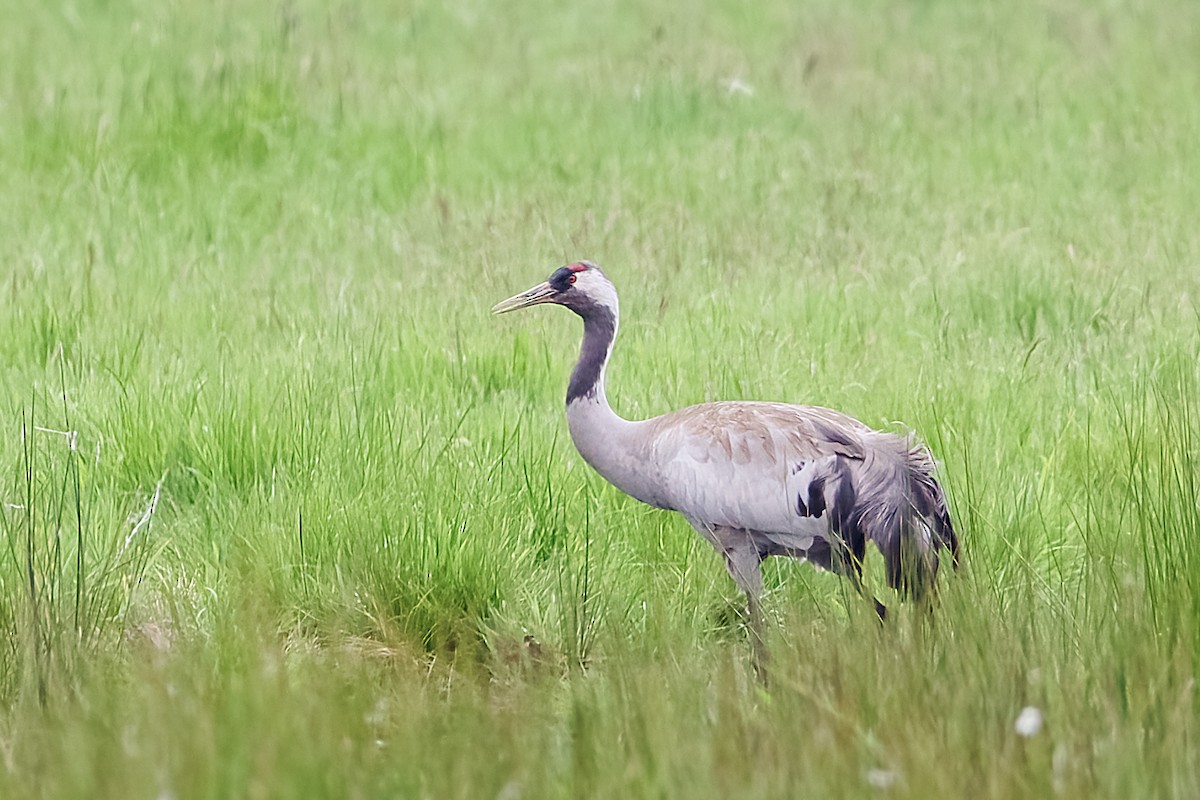 Common Crane - ML618508464