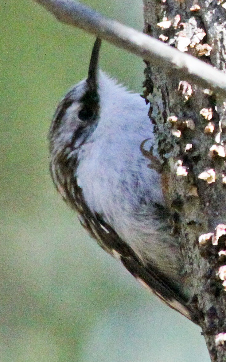 Brown Creeper - ML618508475