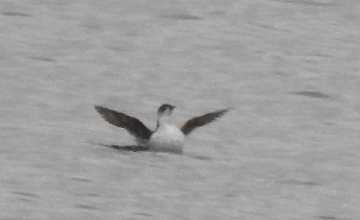 Marbled Murrelet - ML618508489