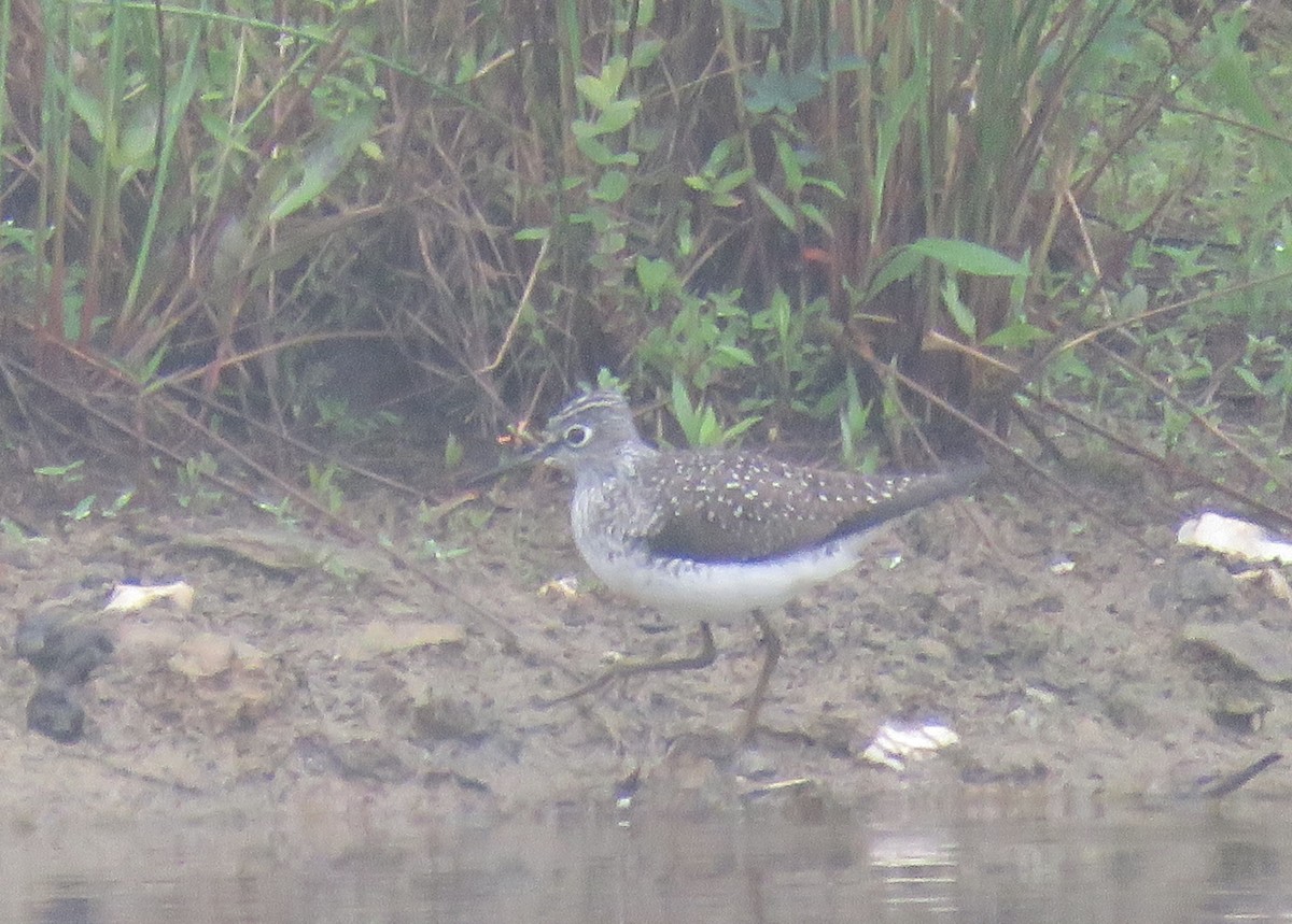 Solitary Sandpiper - ML618508498