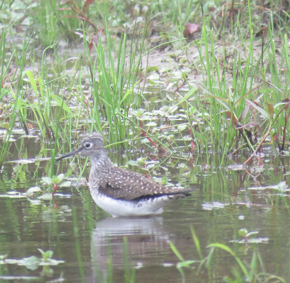 Solitary Sandpiper - ML618508499