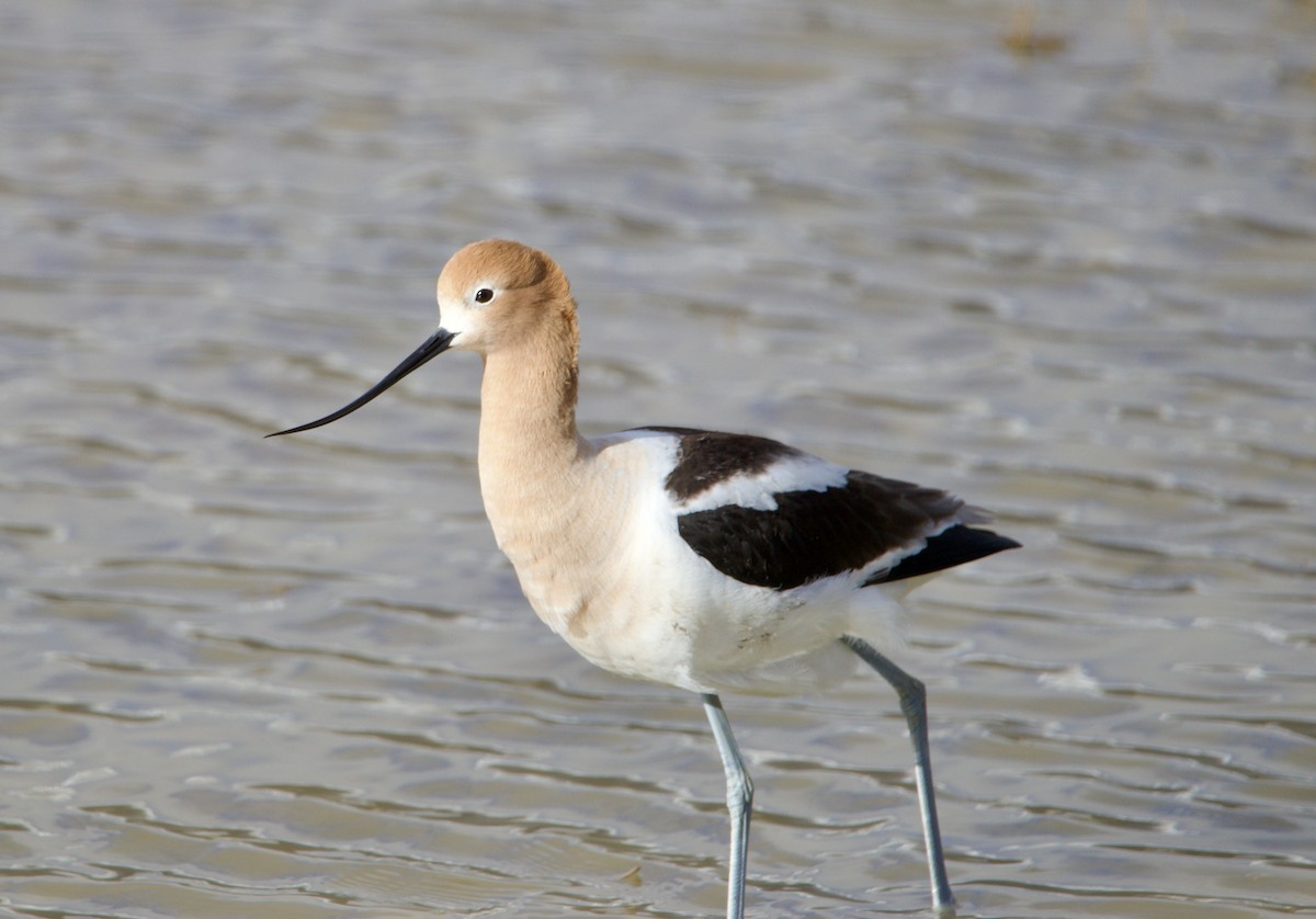 American Avocet - Jordan Juzdowski