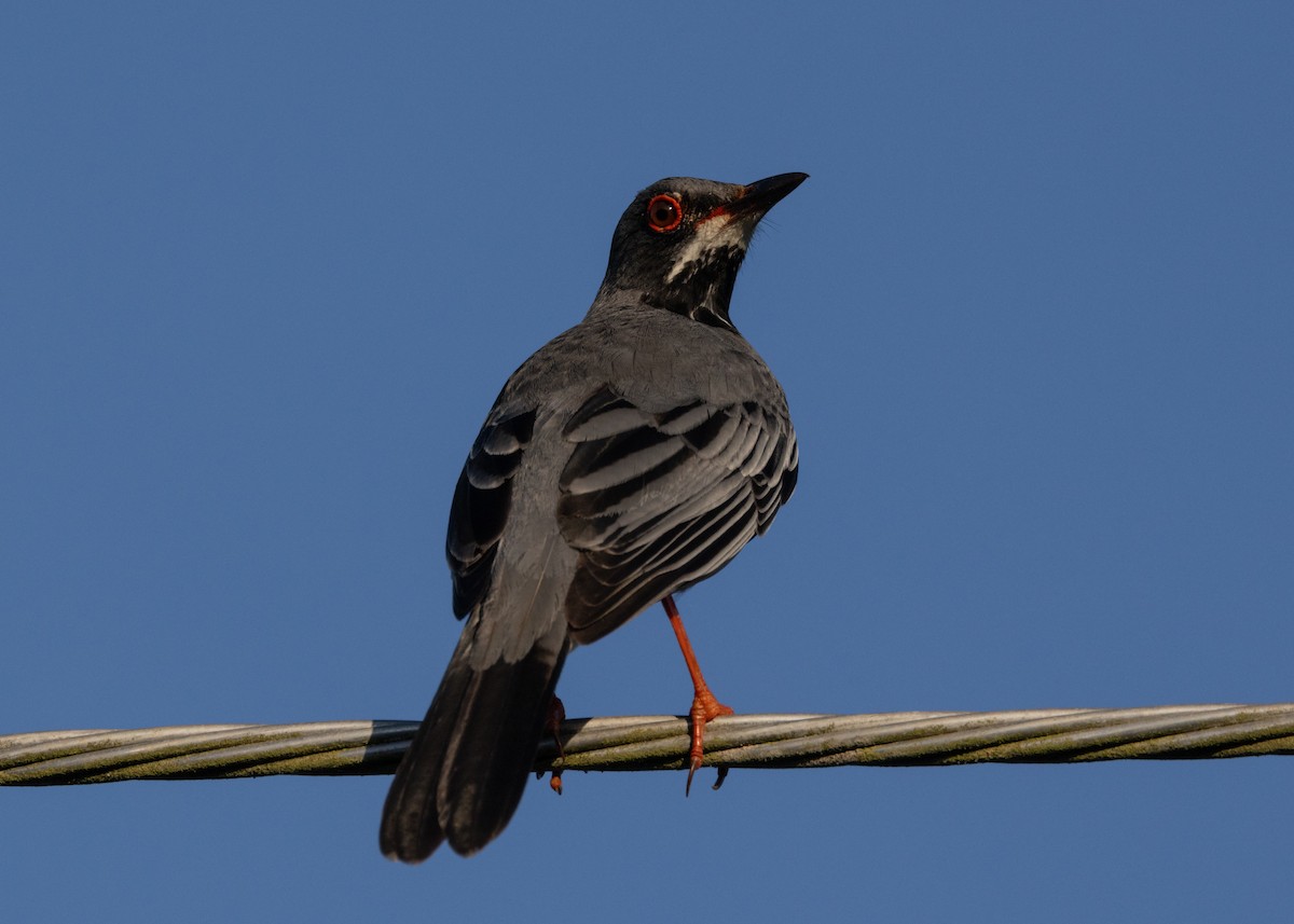 Red-legged Thrush (Cuban) - Silvia Faustino Linhares